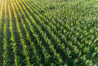Corn Holding onto Double Digit Gains at Midday